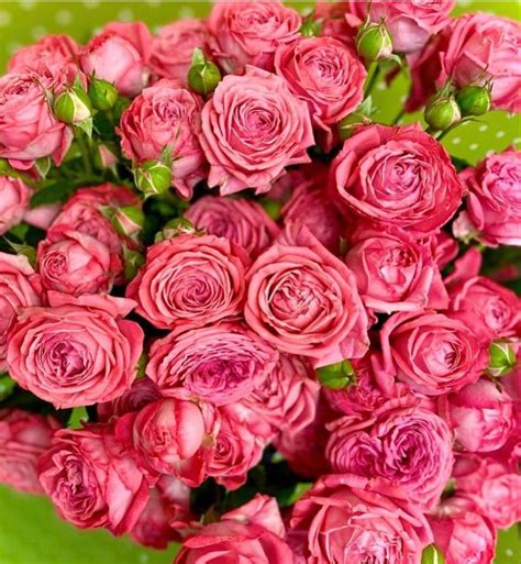 Hot Pink Spray Roses Beautiful Flowers Garden Spray Roses Online