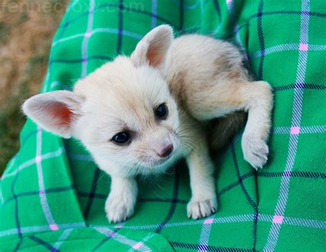 The wolverine state is no stranger to pets as a grand rapids, michigan is another great place to visit with more pet hotels to offer than other cities within the state. Page 2 - Fennec Fox For Sale in Michigan (51) | Petzlover