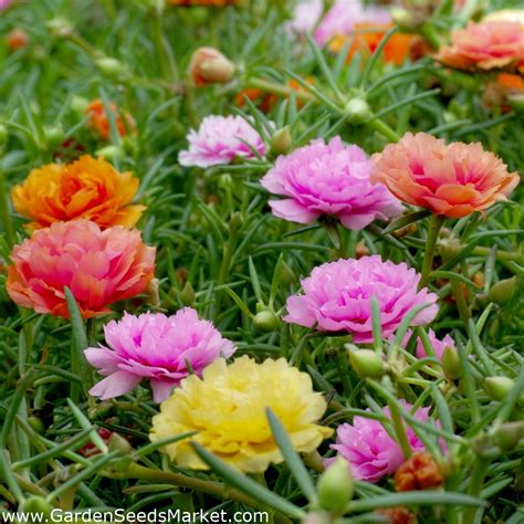 The seeds take about two weeks to germinate in warm temperatures of 75 to 85 degrees f. Moss-rose Purslane - Portulaca grandiflora fl.pl. - 4500 ...