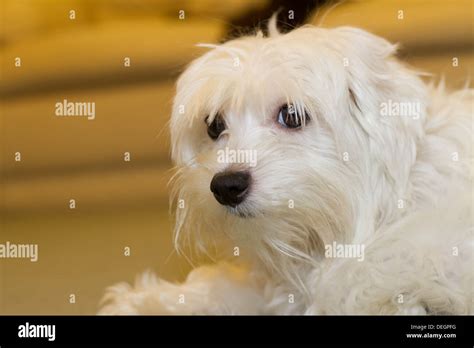 How Old Is The Oldest Maltese Dog