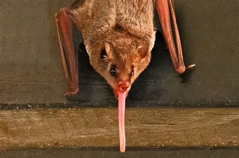 This Is Why Some Bats Have Hairy Tongues Discover Magazine