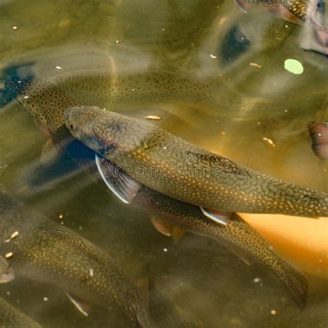 Karelian And Golden Trout Swim In Mountain Rivers Artificial Breeding