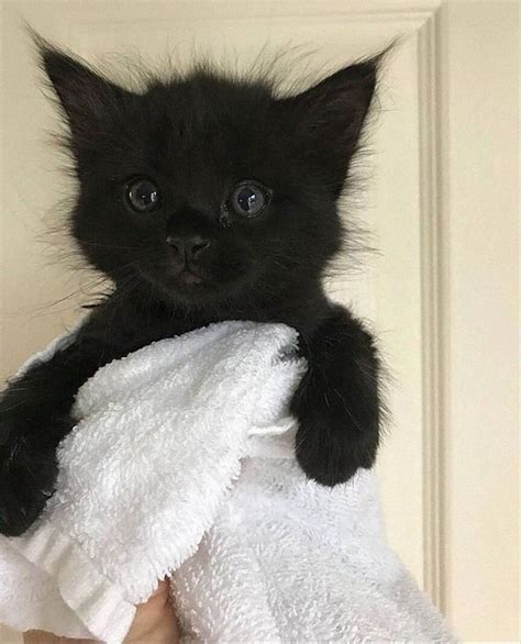 Meowcats 40 Wholesome Photos Of Black Cats To Show They Are Pawsome