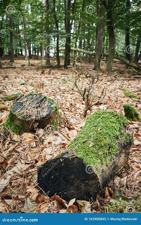 Cut Stumps Covered With Moss In An Autumnal Forest Stock Image Image