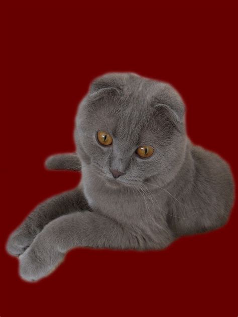 British Shorthair Scottish Fold Cross British Shorthair