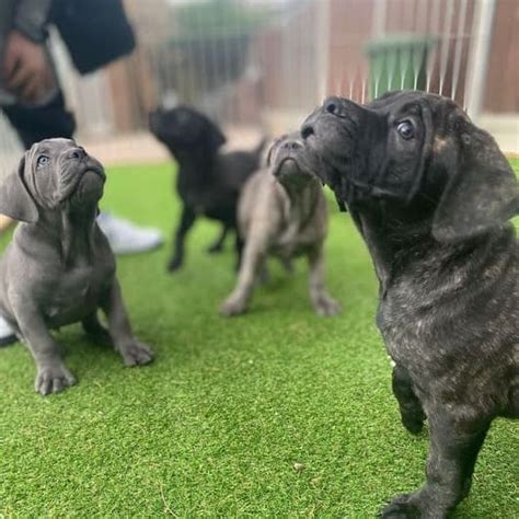 Seven Special Tips For Taking Care Of Cane Corso Puppies Latest Posts