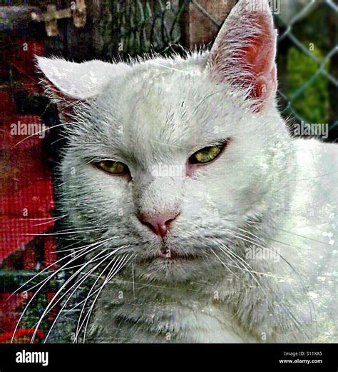 Angry Cat Very Angry Stock Photo Alamy
