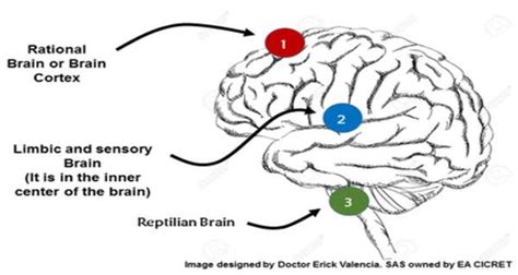 Structure Brains Used In Neuromarketing Ripoll Download Scientific Diagram