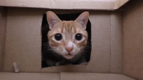 Best Cat Owner Ever Builds His Cats An Epic Cardboard Box Maze Nerdist