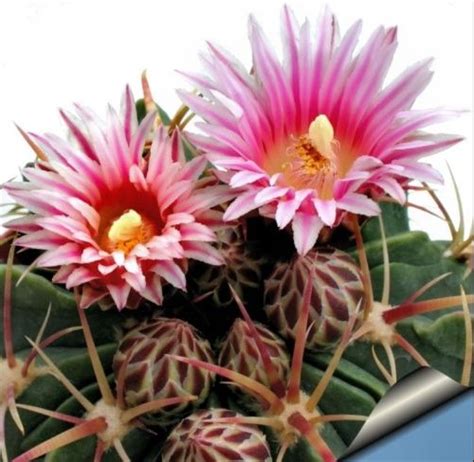 5 Types Of Ornamental Cactus Plants Most Beautiful Bible Gardens