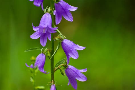 Creeping Bellflower Plant Care And Growing Guide