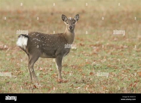 A Cute Young Manchurian Sika Deer Or Dybowskis Sika Deer Cervus