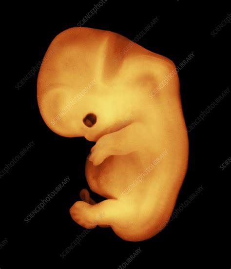 Human Embryo 6 Weeks Old Stock Image P6800477 Science Photo Library