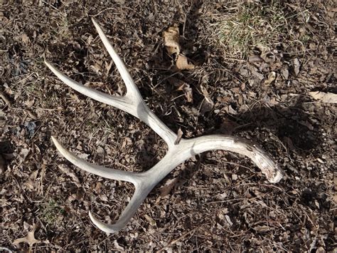 We would like to show you a description here but the site won't allow us. Shedding Light on Shed Antler Hunting - Jax Beach Surf Fishing