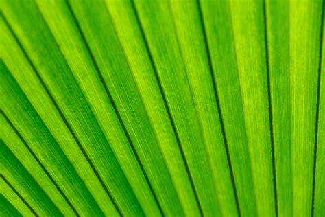 Palm Tree Leaf Detail Free Stock Photo Public Domain Pictures