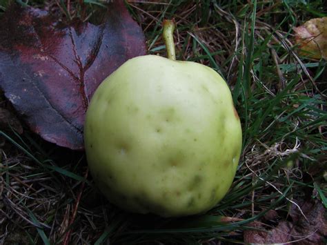 They're capable of it, but with rare exceptions they probably won't want to. Crab Apple, Wild Apple, Malus sylvestris