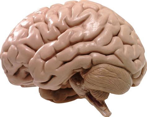 Brain Png Transparent Image Download Size 2073x1657px