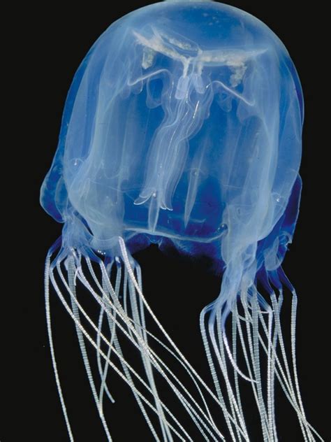 Antidote To Australian Box Jellyfish Venom Identified Daily Telegraph