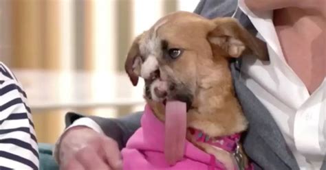 This Morning Viewers Appalled By Deformed Dog Who Was Shot By Twisted