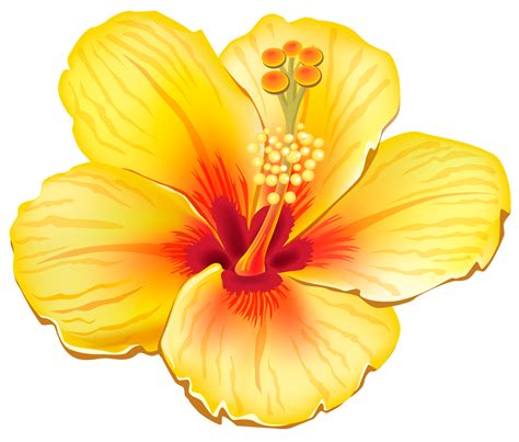 Flower Png Outline Yellow And Red Hibiscus Flower Free Download