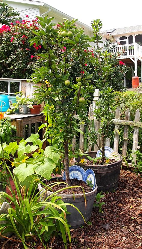 If you love the idea of growing your own apple tree but don't have a lot of space, consider growing a dwarf. Apple Trees That Grow In Pots