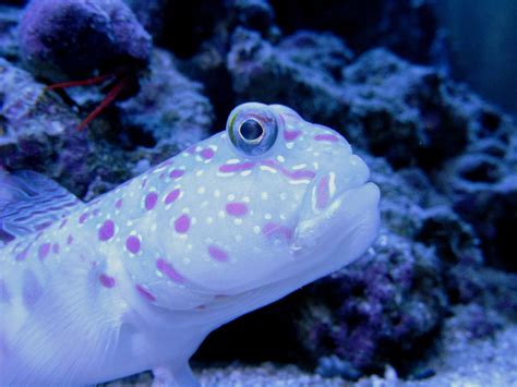 Pink Spotted Goby Fish Pet Reef Aquarium Saltwater