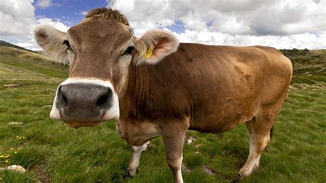 Origin Of Modern Cows Traced To A Single Herd