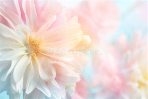 Light Pink And Yellow Beautiful Flower Stock Photo Image Of Natural