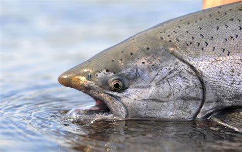 King Salmon Where To Catch King Of The Salmon King Salmon Alaska