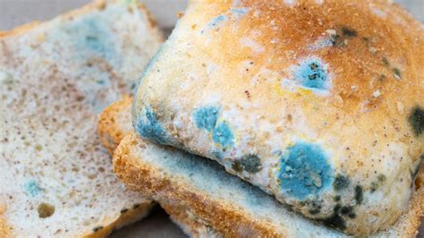 When You Eat Moldy Bread This Is What Happens To Your Body