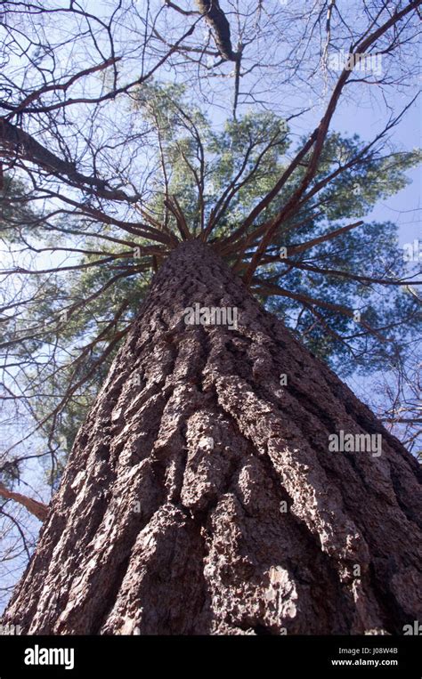 White Pine Tree Michigan Hi Res Stock Photography And Images Alamy