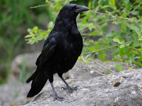 Wallpaper Raven Bird Beak Wildlife Hd Widescreen High Definition
