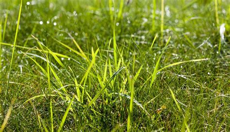 Grass Meadow Stock Image Image Of Path Lawn Field 121614147