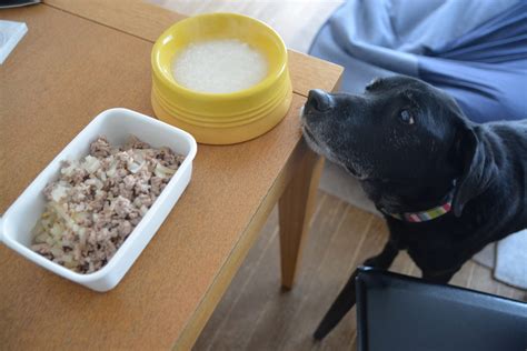 大根とひき肉のそぼろ 老犬の手作りご飯レシピ【胃腸の不調時に】 犬の手作りごはん・アロマテラピー Office Guri オフィスぐり