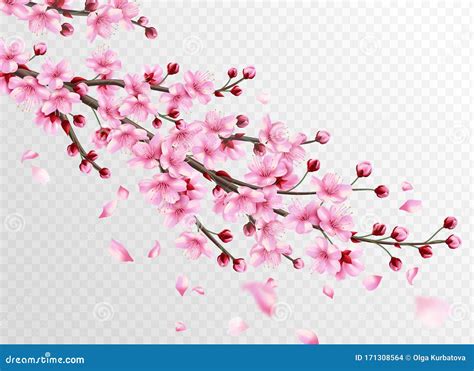 Realistic Sakura Beautiful Sakura Branches With Pink Flowers And