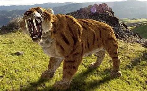 Interesting Saber Tooth Tiger Facts My Interesting Facts