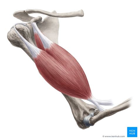 Bíceps braquial Origem inserção inervação e função Kenhub