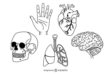 Presente Rebanada Concesión Dibujos Para Colorear De Anatomia Humana