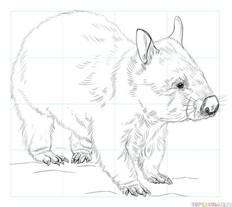 How To Draw A Wombat Step By Step Drawing Tutorials For Kids And