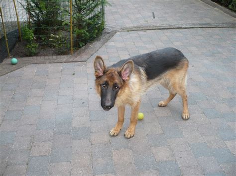 Maybe you would like to learn more about one of these? The Best Food for a German Shepherd Puppy to Gain Weight ...