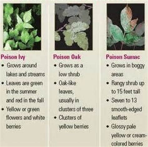 Poison Sumac Pictures Rash Stages
