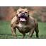 Is The UKC Discriminating Against American Bully Breed