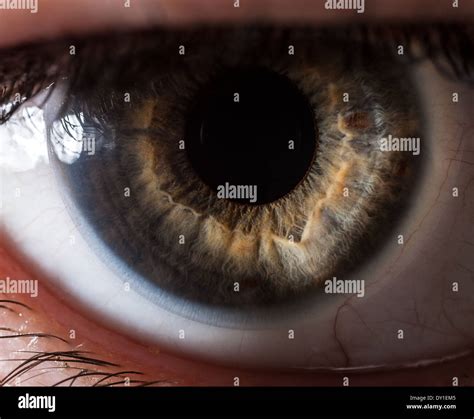 Extreme Closeup Of A Human Eye Stock Photo Alamy