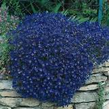 Low Growing Perennials With Blue Flowers Images