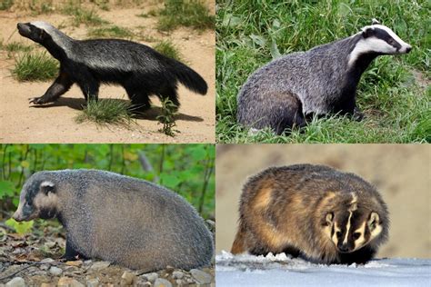 Types Of Badgers Badger Species Assorted Animals