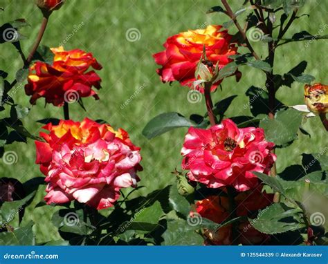 bushes of multi colored roses stock image image of leaf bright 125544339