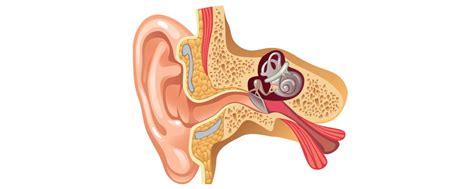 How We Perceive Sound Davidson Hearing Aid Centres