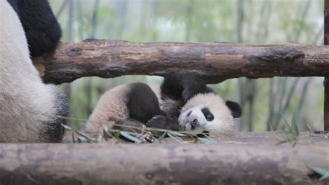 6 Month Old Panda Cubs Get Names Shine News
