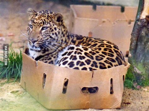 15 Cute Photos Will Shows Big Cats Act Like Small Cats Reckon Talk