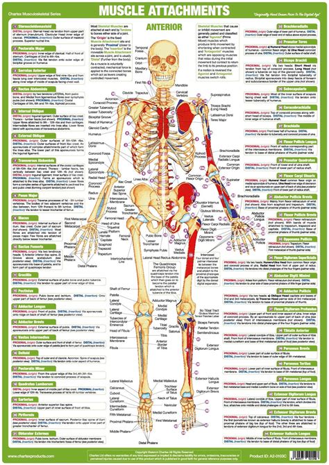 Anatomy Muscle Attachments Skeltal Chart Anterior Chartex Ltd